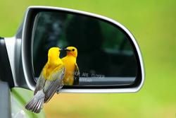 Vogel